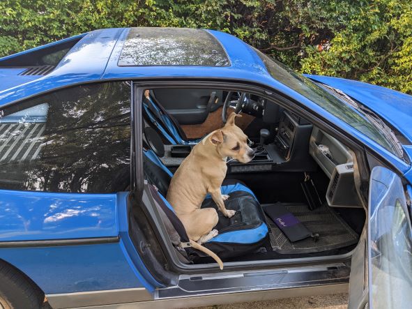 A picture of the Fiero from the left, with the passenger door open, and my dog sitting in the passenger seat